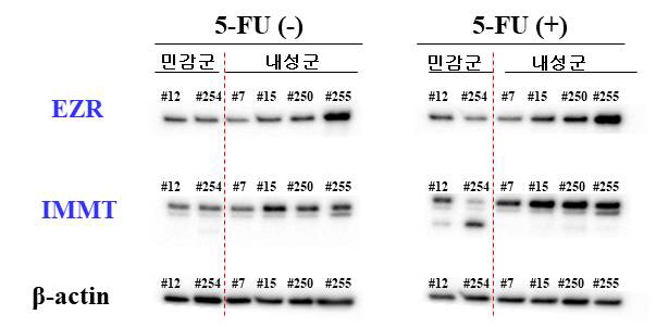 5-FU 민감군, 내성군 대장암 오가노이드에서의 EZR, IIMMT 단백질 발현