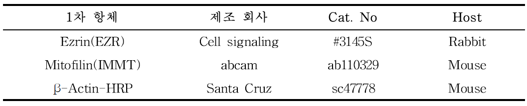 Western blot에 사용한 항체 정보