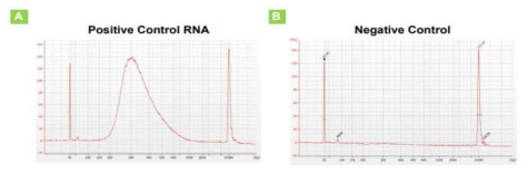 Agilent 2100 Bioanalyzer의 Electropherogram 예시 결과