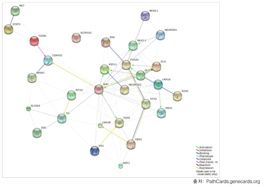 도파민신경발생 관련 유전자 관계 지도