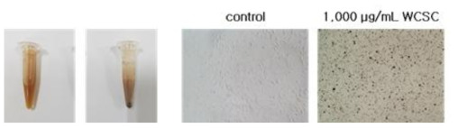 DWCSC에 분산되어 있는 particle의 실험용 보관용기 내의 부착과 세포 처리시 관찰되는 현미경 상의 모습