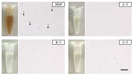 DWCSC와 HnB-WCSC treatment 후 세포의 이미지(scale bar = 50 μm)
