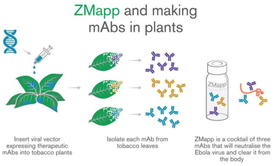 Production of ZMapp in tobacco plants