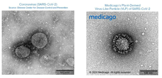 medicago에서 개발한 코로나19 VLP 기반 백신 후모 물질