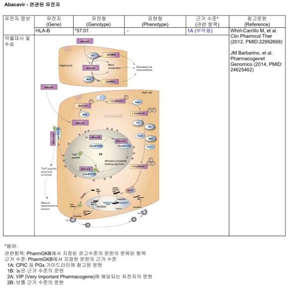 연관된 유전자 항목 Abacavir 예시