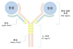 항체 모식도