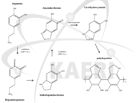 알칼리 조건에서 가능한 폴리도파민의 중합 메커니즘