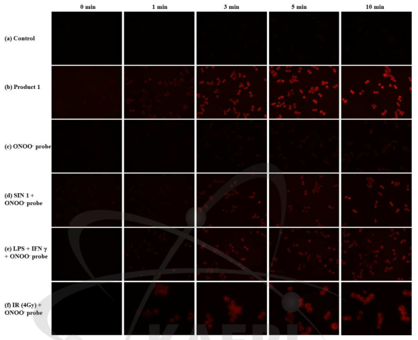 RAW 264.7 세포를 활용한 세포내 ONOO- 진단제의 활성화 영상화