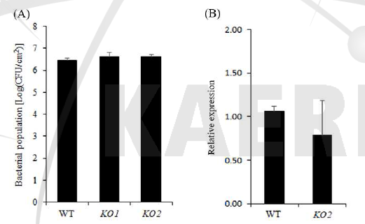야생형(WT)과 miR850 기능제거 돌연변이체(miR850-KO)의 식물 박테리아(Pst DC3000)와 식물 바이러스(TCV)에 대한 저항성. (A) Pst DC3000 성장률. (B) TCV-CP 발현