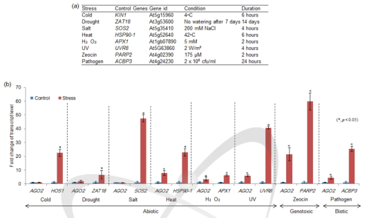 다양한 스트레스 처리 후 AGO2 유전자의 발현 분석. (a) 스트레스 처리 조건. (b) AGO2 유전자의 qRT-PCR 분석