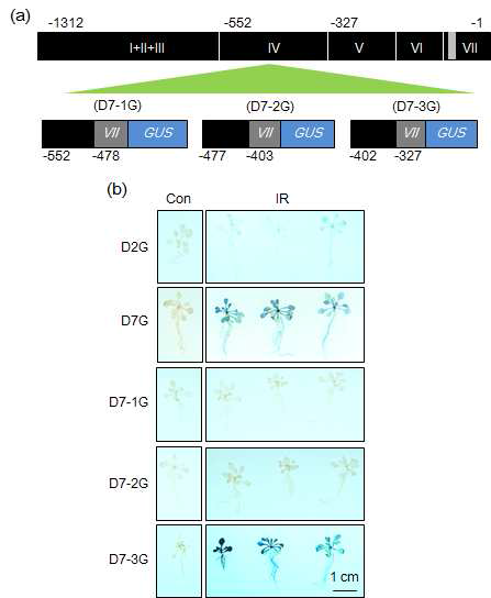 저준위 감마선 조사 후 AGO2 deletion promoter 형질전환체의 GUS 발현 분석. (a) 형질전환체의 모식도. (b) 형질전환체의 GUS 염색