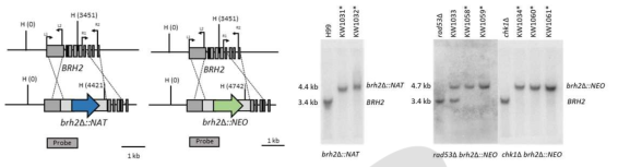 BRH2 변이균주 제조를 위한 프라이머 디자인 및 Southern blot 분석을 통한 유전자 손실 검증