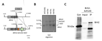 Brh2-FLAG 표지 균주제조를 위한 PCR cassette 디자인(A), Southern blot을 통한 genotype 검증(B), Western blot을 통한 Brh2 단백질 발현 확인(C)
