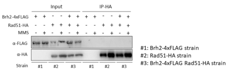 Anti-HA 면역침강을 이용한 Brh2와 Rad51 단백질간의 물리적 결합 검증