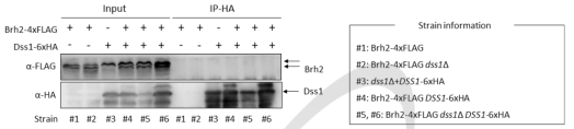면역침강 방법을 통한 Brh2 단백질과 Dss1 단백질간의 결합 분석