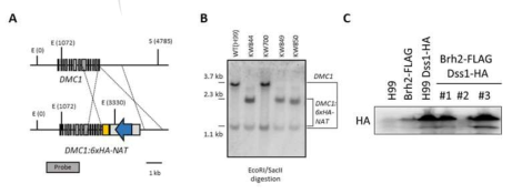 Dmc1-HA 유전자 클로닝 카세트 제조 모식도(A), Southern blot을 통한 genotype 확인 (B) 및 Western blot을 통해 단백질 발현 확인