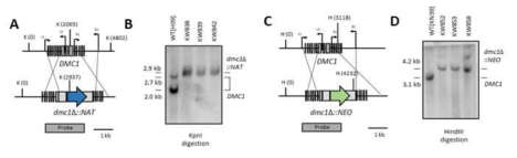 DMC1 유전자 결손 변이체 제조 모식도(A, C) 및 Southern blot을 통한 genotype 검증 (B, D)