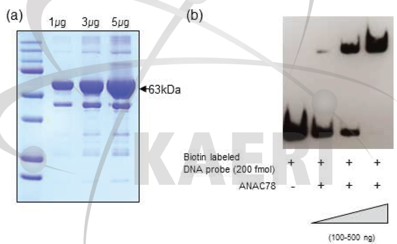 ANAC78 전사조절인자와 AGO2 cis-element와의 결합 능력 분석. (a) ANAC78 재조합 단백질의 정제. (b) AGO2 promoter의 cis-element와 ANAC78 단백질 간의 결합 패턴 분석