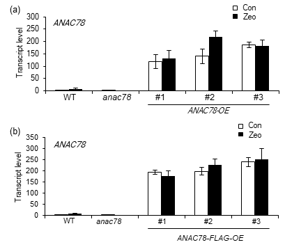 ANAC78 전사인자의 돌연변이체(anac78) 및 2종의 과발현체(ANAC78-OE, ANAC78-FLAG-OE)의 전사 발현 분석 결과