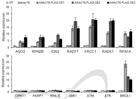 anac78 돌연변이체 및 과발현체에서의 DNA damage response (DDR) 유전자 발현 분석 결과