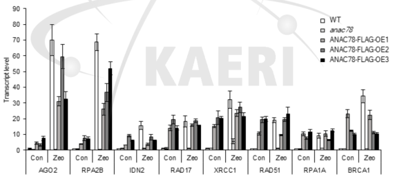 anac78 돌연변이체 및 과발현체에서의 유전독성물질(zeocin) 처리 후, DDR 유전자 발현 분석 결과
