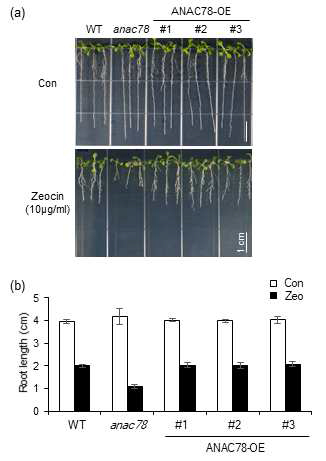 anac78 돌연변이체 및 과발현체에서의 유전독성물질(zeocin)에 의한 식물 뿌리의 표현형 분석 결과