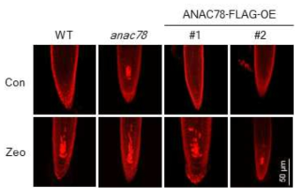 anac78 돌연변이체 및 과발현체에서의 유전독성물질(zeocin)에 의한 뿌리 세포 괴사(root cell death assay) 분석 결과
