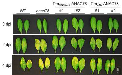 anac78 돌연변이체 및 과발현체에서의 병원균 처리(Pseudomonas syringae pv. Tomato, Pst)에 의한 식물 표현형 분석 결과
