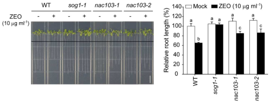 Zeocin 처리 후 WT, sog1-1, and nac103 KO 식물체의 뿌리생장