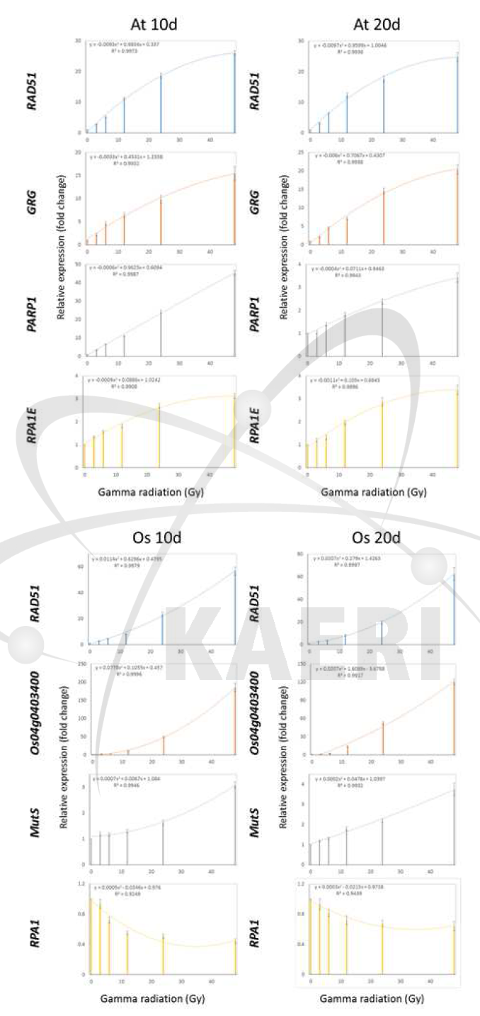 애기장대와 벼의 주요 DDR 유전자 감마선 선량 평가 모델