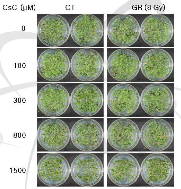애기장대 식물체의 대조구(CT)와 감마선 조사구(GR)에서 표현형 변화