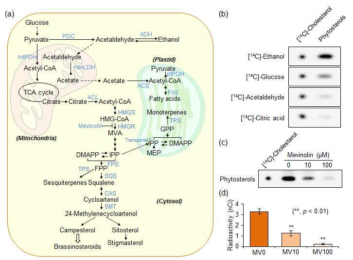 방사성동위원소가 표지된 전구물질(precursor)을 이용한 식물 이소프렌 생합성 분석. (a) 현재까지 알려진 애기장대에서의 알코올 발효 경로 및 이소프렌 생합성 경로 (b) 식물스테롤의 radio-TLC 분석 (c와 d) Mevinolin 처리 후 식물스테롤의 radio-TLC 분석 (c) 및 LSC 분석 (d). [14C]-Cholesterol을 식물스테롤 마커로써 이용하였음