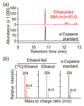 발아 전 종자로부터 [13C]-ethanol 처리 후 6일째 식물체의 세스퀴터핀 (α-copaene) 분석. (a) α-Copaene의 GC 분석 (b) α-Copaene의 MS 분석. 표준 α-copaene을 마커로써 이용하였음