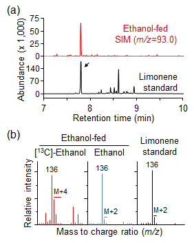 발아 전 종자로부터 [13C]-ethanol 처리 후 6일째 식물체의 모노터핀(limonene) 분석. (a) Limonene의 GC 분석 (b) Limonene의 MS 분석. 표준 limonene을 마커로써 이용하였음