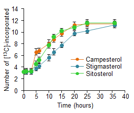 [13C]-Ethanol 처리 시간에 따른 식물스테롤로 삽입되는 [13C]의 정량 분석