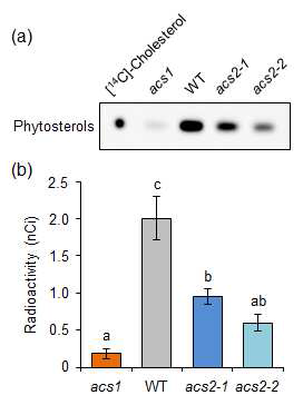 방사성동위원소가 표지된 [14C]-ethanol을 이용한 acs 돌연변이체들의 식물스테롤 생합성 분석. (a) 식물스테롤의 radio-TLC 분석 (b) 식물스테롤의 LSC 분석 [14C]-Cholesterol을 식물스테롤 마커로써 이용하였음