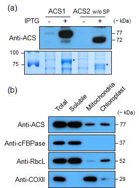 벼 식물체를 이용한 세포내 소기관에서의 ACS 단백질의 세포내 위치 분석. (a) ACS1 및 ACS2 재조합 단백질과 anti-ACS 항체를 이용한 western blot 분석 (b) ACS 단백질의 세포내 위치 분석. Anti-cFBPase(세포질) 및 anti-RbcL(엽록체), anti-COXII(미토콘드리아)는 세포내 소기관 마커로써 이용하였음