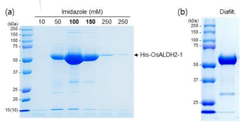 OsALDH2-1 단백질의 순수 정제. (a) TALON metal affinity chromatography resin을 이용한 순수 정제. (b) 버퍼 교환(diafiltration) 후의 OsALDH2-1 단백질