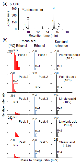 발아 전 종자로부터 [13C]-ethanol 처리 후 6일째 식물체의 긴사슬지방산 생합성 분석. (a) 지방산의 GC 분석 (b) 지방산의 MS 분석. Ethanol 처리군을 음성대조군으로써, 표준 지방산을 마커로써 이용하였음