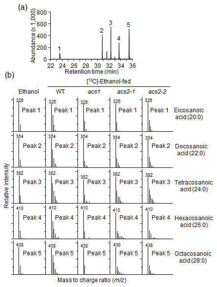 [13C]-Ethanol을 이용한 acs 돌연변이체들의 아주긴사슬지방산 생합성 분석. (a) 지방산의 GC 분석 (b) 지방산의 MS 분석. Ethanol 처리군을 음성대조군으로써 이용하였음