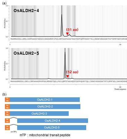 미토콘드리아에 위치하는 유전자(OsALDH2-4, OsALDH2-5)의 단백질의 transit peptide 예측 분석 결과(a) 및 OsALDH2 유전자군의 단백질 발현 유도를 위한 유전자의 클로닝 모식도(b)