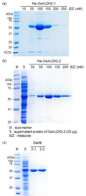 OsALDH2-1 및 OsALDH2-2 단백질의 TALON metal affinity chromatography resin을 이용한 순수 정제(a) 및 버퍼 교환(diafiltration) 후의 재조합 단백질의 전기영동 결과(b)