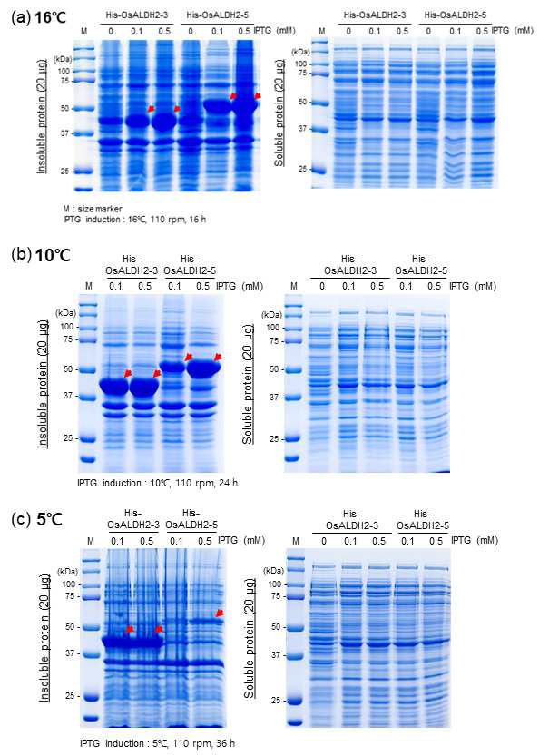 OsALDH2-3 및 OsALDH2-5 재조합 단백질의 온도별/IPTG 농도별 발현 유도 테스트 결과