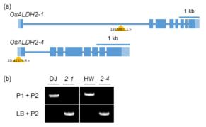2종의 aldh2 돌연변이체 모식도(a) 및 순종 돌연변이체의 PCR 분석 결과(b)
