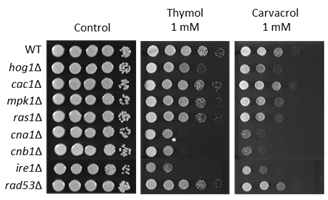 크립토코쿠스의 신호전달 변이 균주를 활용한 thymol 및 유사체에 대한 생육 억제 관련 신호전달 규명