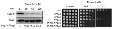 Thymol에 대한 Hog1의 탈인산화와 cna1 hog1 및 cnb1 hog1 이중 변이균주의 표현형 분석