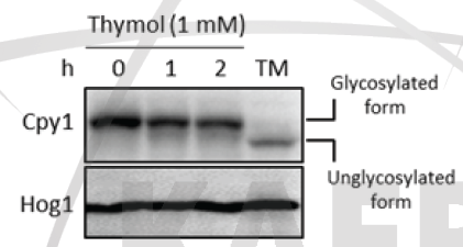 Thymol 처리 후 CPY 단백질의 당화 변화