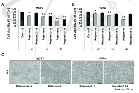로테노이신 A가 MCF-7 및 HEKa 세포 활성에 미치는 영향