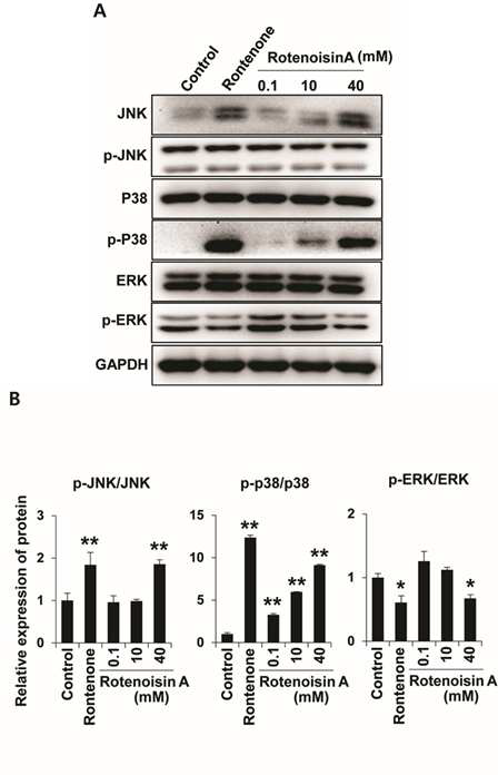 MCF-7 세포에서 로테노이신 A가 MAPK경로에 미치는 영향