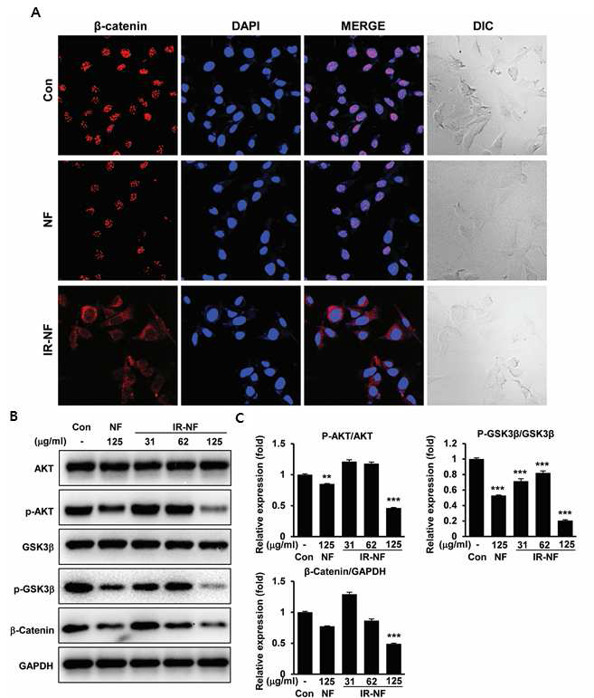 MCF-7세포에서 방사선 조사 노미펜신이 AKT-GSK3β-β-catenin 신호전달 경로에 미치는 영향